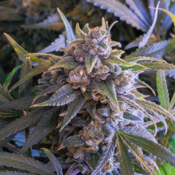 Pineapple Larry OG - BSF SEEDS » SeedTopia Cannabis Seeds Shop in Thailand