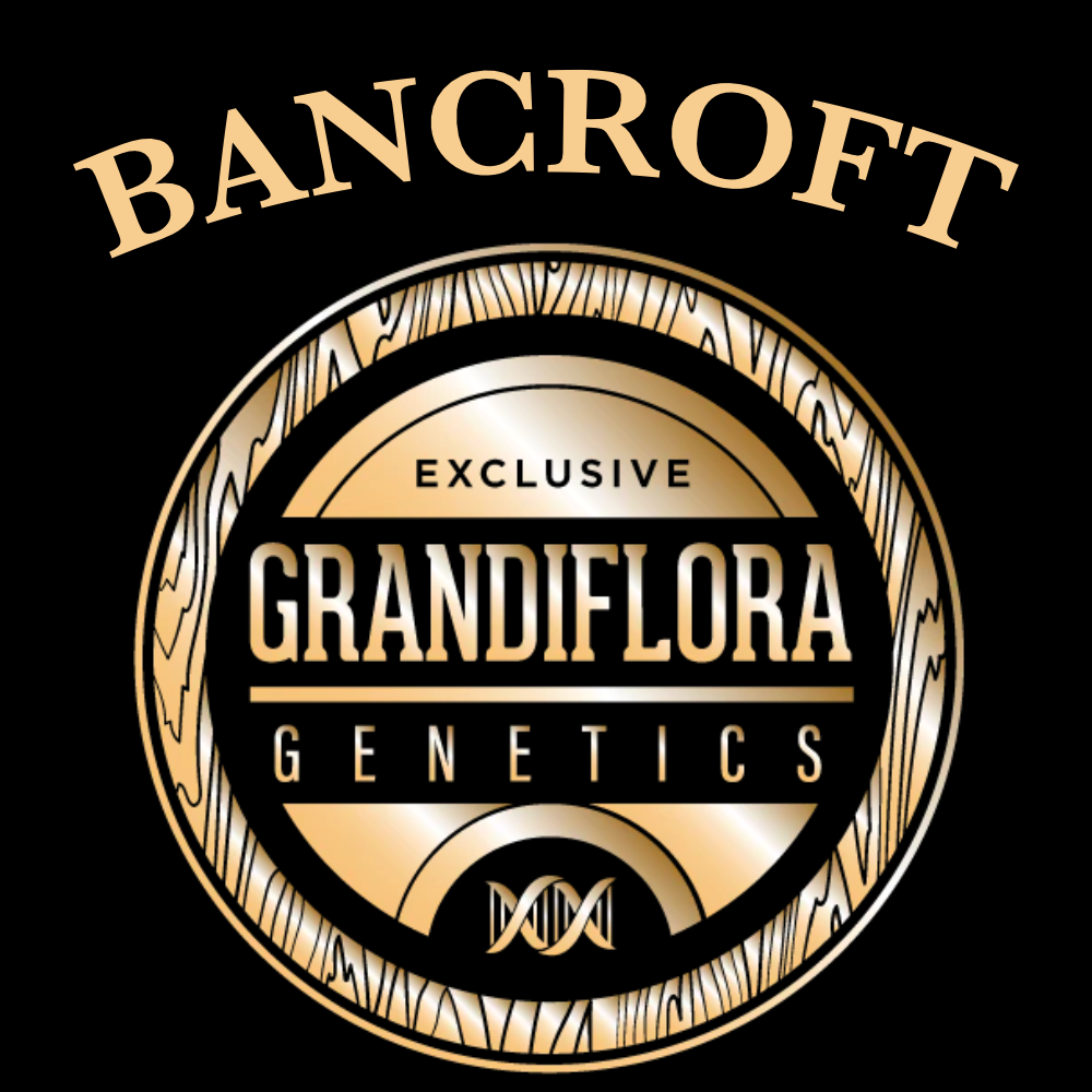 Bancroft Grandiflora » SeedTopia Cannabis Seeds Shop in Thailand