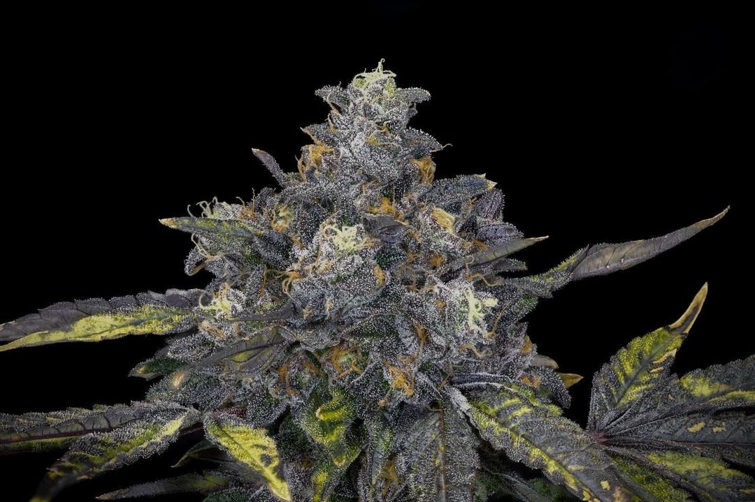 pink-lady-offensive-selections-seedtopia-cannabis-seeds-shop-in