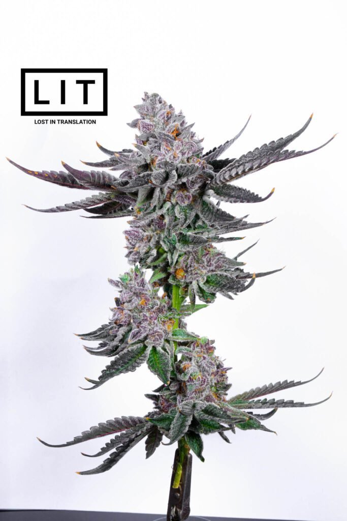 Rainbow Zoap Lit Farms Seedtopia Cannabis Seeds Shop In Thailand 9008