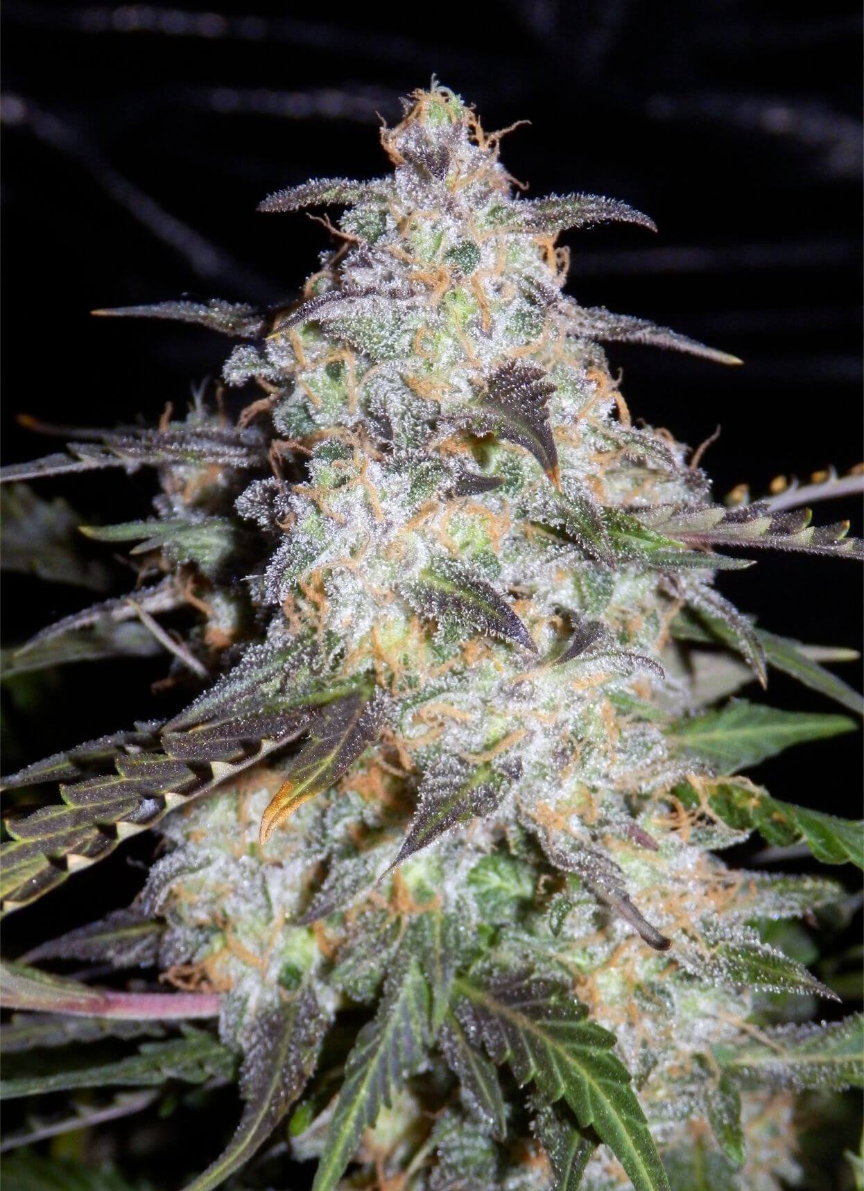 Toof Decay - Mephisto Genetics » Seedtopia Cannabis Seeds Shop In Thailand