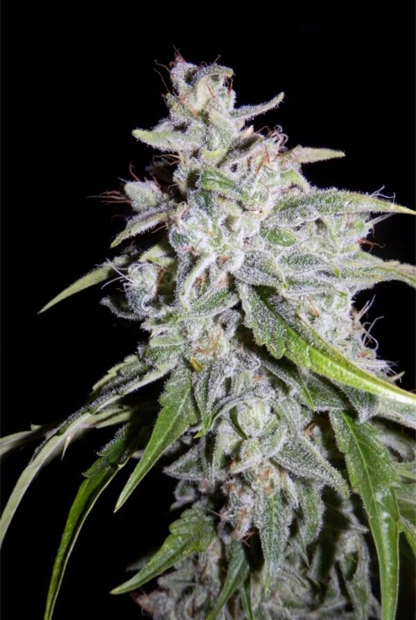 Walter White - Mephisto Genetics » SeedTopia Cannabis Seeds Shop in ...