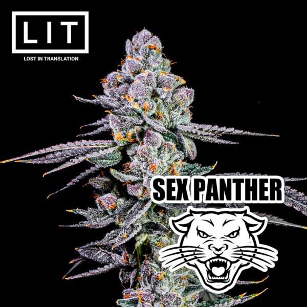 Sex Panther Lit Farms Seedtopia Cannabis Seeds Shop In Thailand