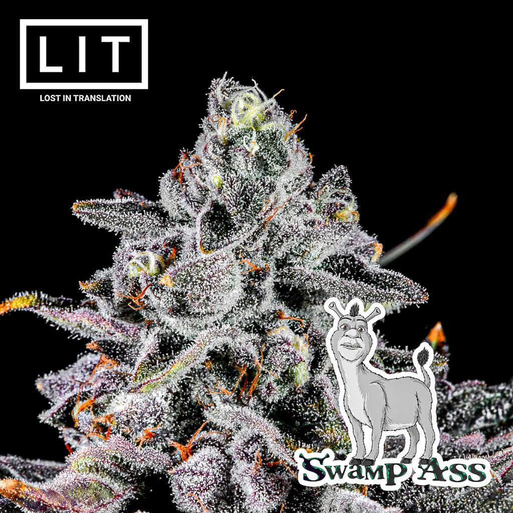 Swamp Ass Lit Farms Seedtopia Cannabis Seeds Shop In Thailand