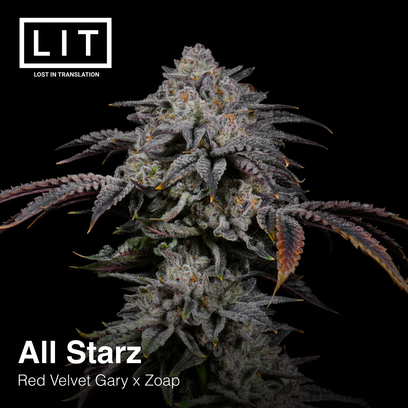 All Starz - LIT Farms » SeedTopia Cannabis Seeds Shop in Thailand