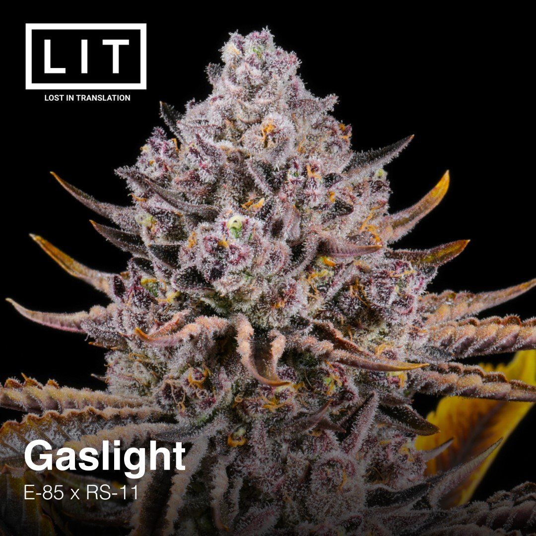 Gaslight Lit Farms Seedtopia Cannabis Seeds Shop In Thailand