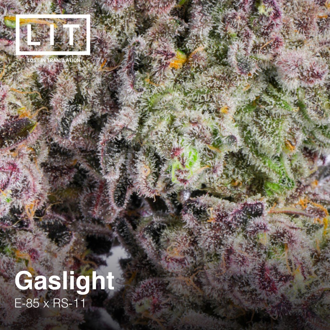 Gaslight Lit Farms Seedtopia Cannabis Seeds Shop In Thailand