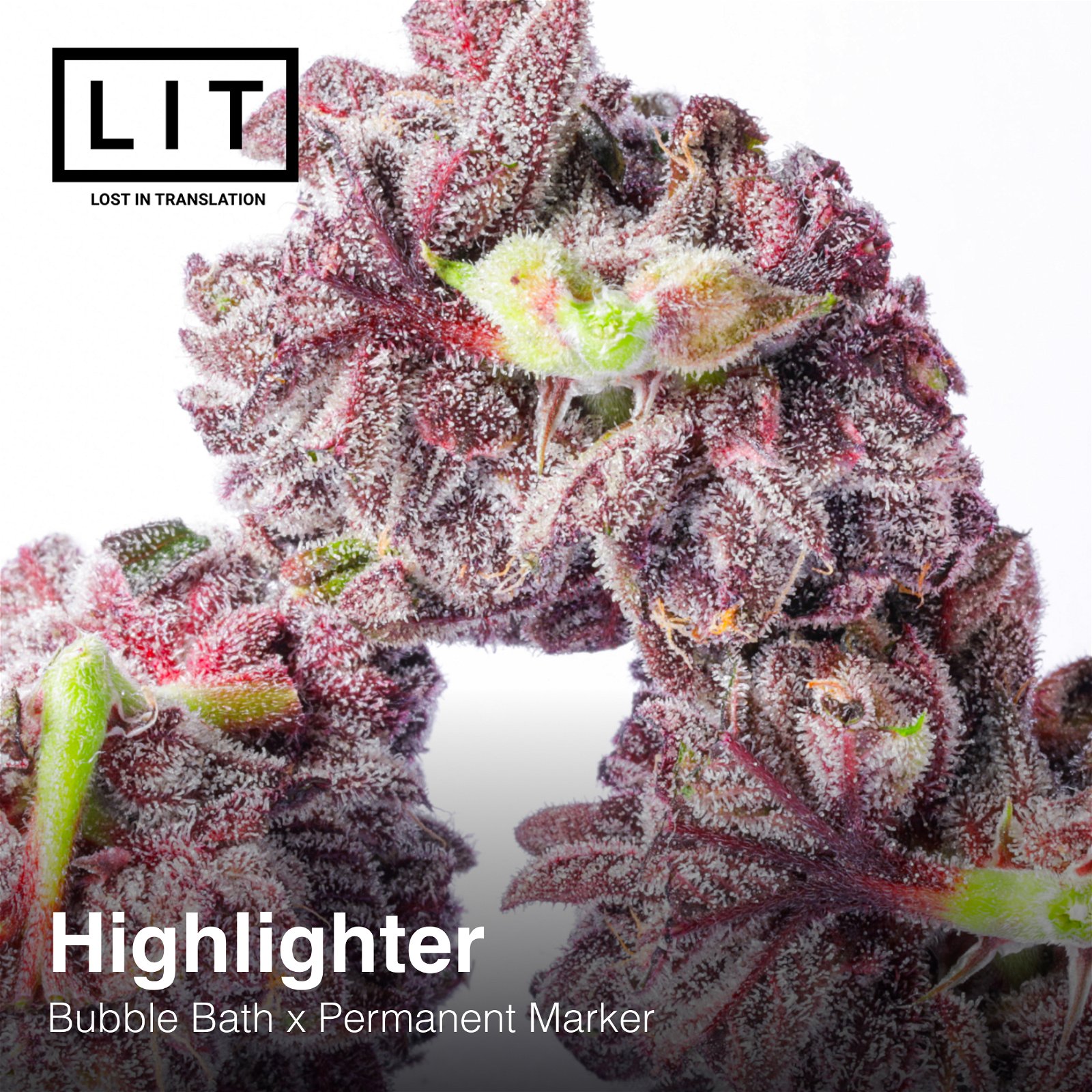 Highlighter Lit Farms Seedtopia Cannabis Seeds Shop In Thailand