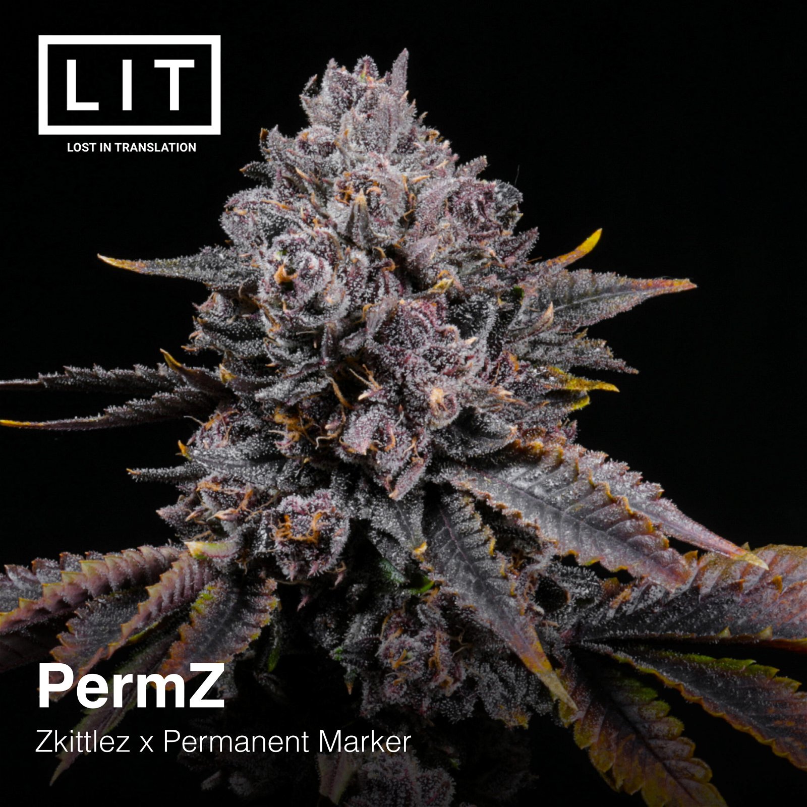 Permz Lit Farms Seedtopia Cannabis Seeds Shop In Thailand