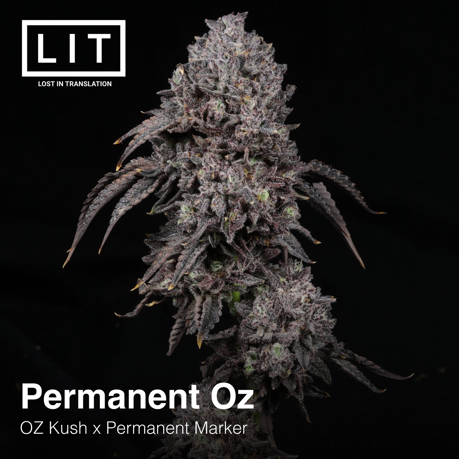 Permanent Oz Lit Farms Seedtopia Cannabis Seeds Shop In Thailand