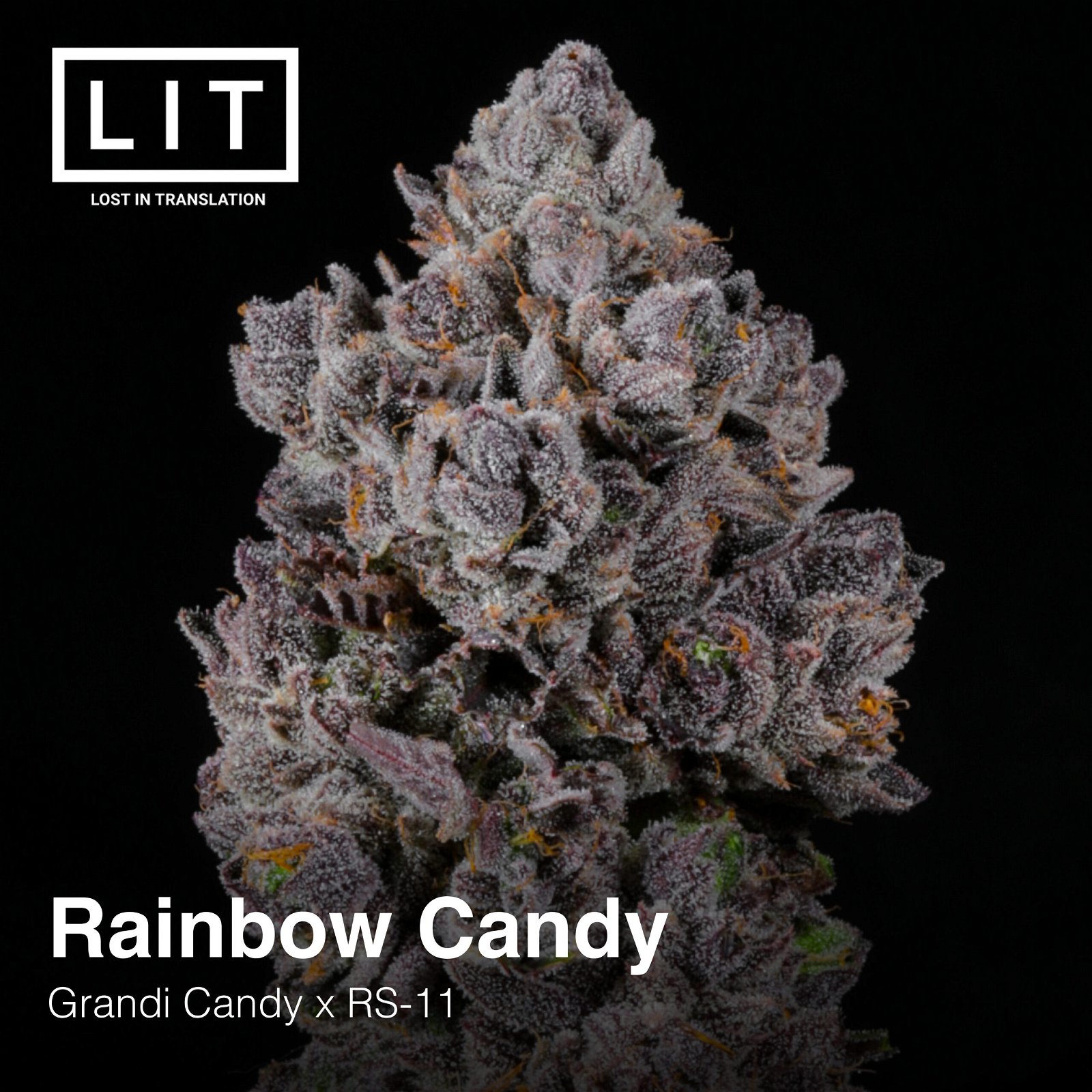 Rainbow Candy Lit Farms Seedtopia Cannabis Seeds Shop In Thailand 0410