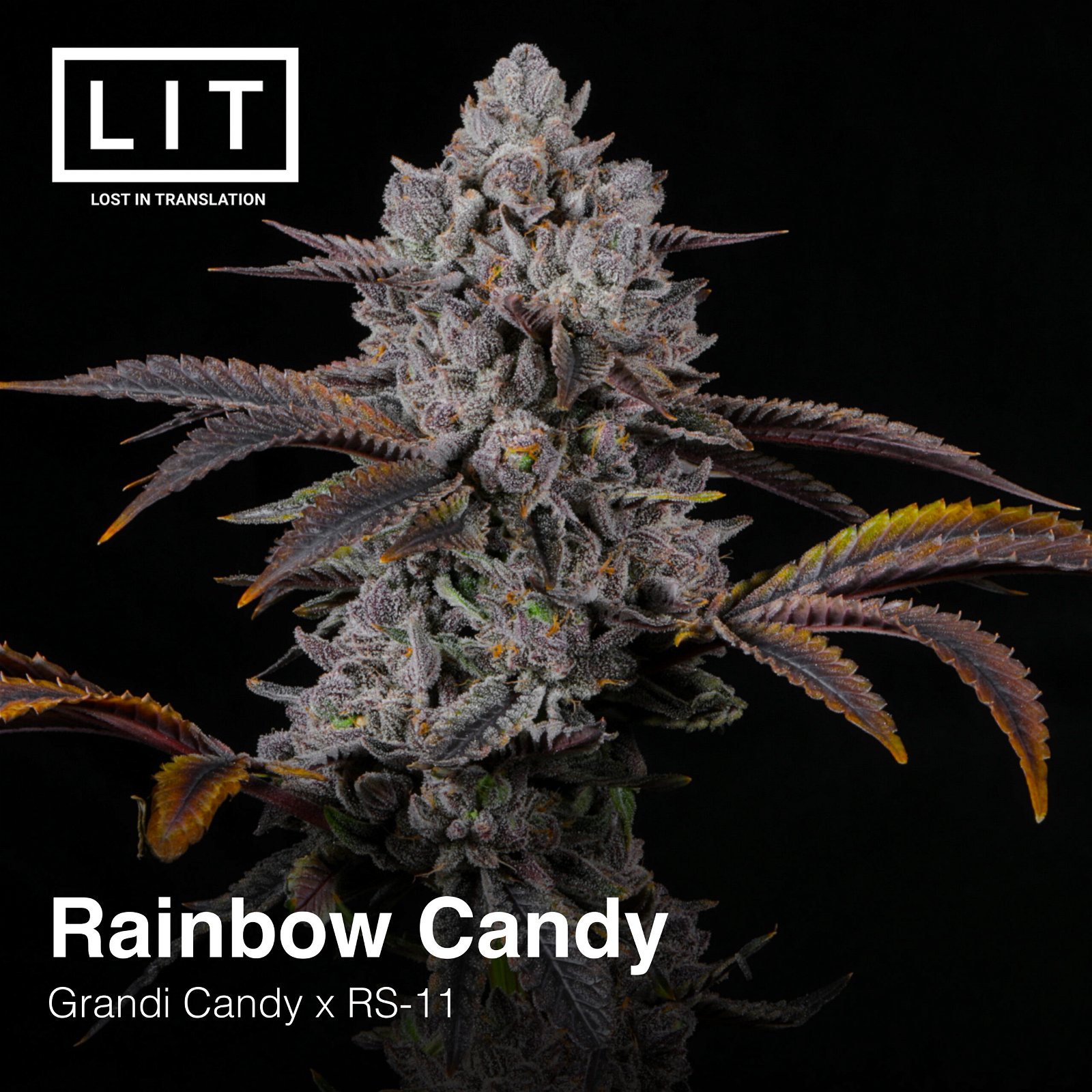 Rainbow Candy Lit Farms Seedtopia Cannabis Seeds Shop In Thailand