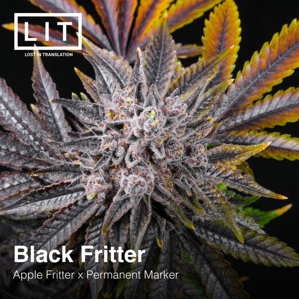 Black Fritter Lit Farms Seedtopia Cannabis Seeds Shop In Thailand