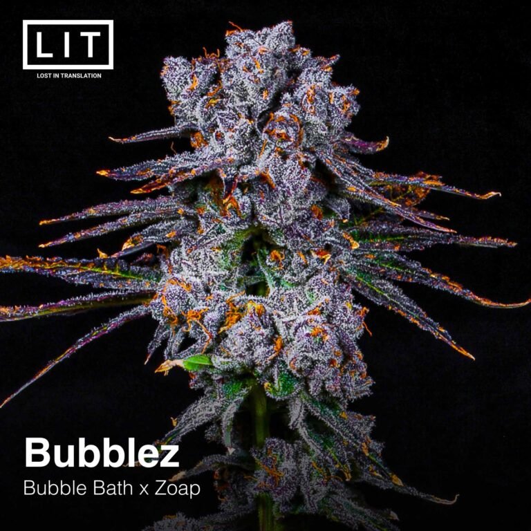 Bubblez Lit Farms Seedtopia Cannabis Seeds Shop In Thailand