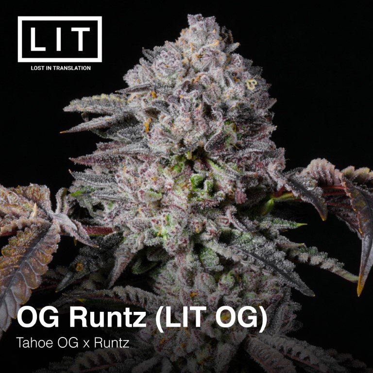 Og Runtz Lit Og Lit Farms Seedtopia Cannabis Seeds Shop In Thailand 6609