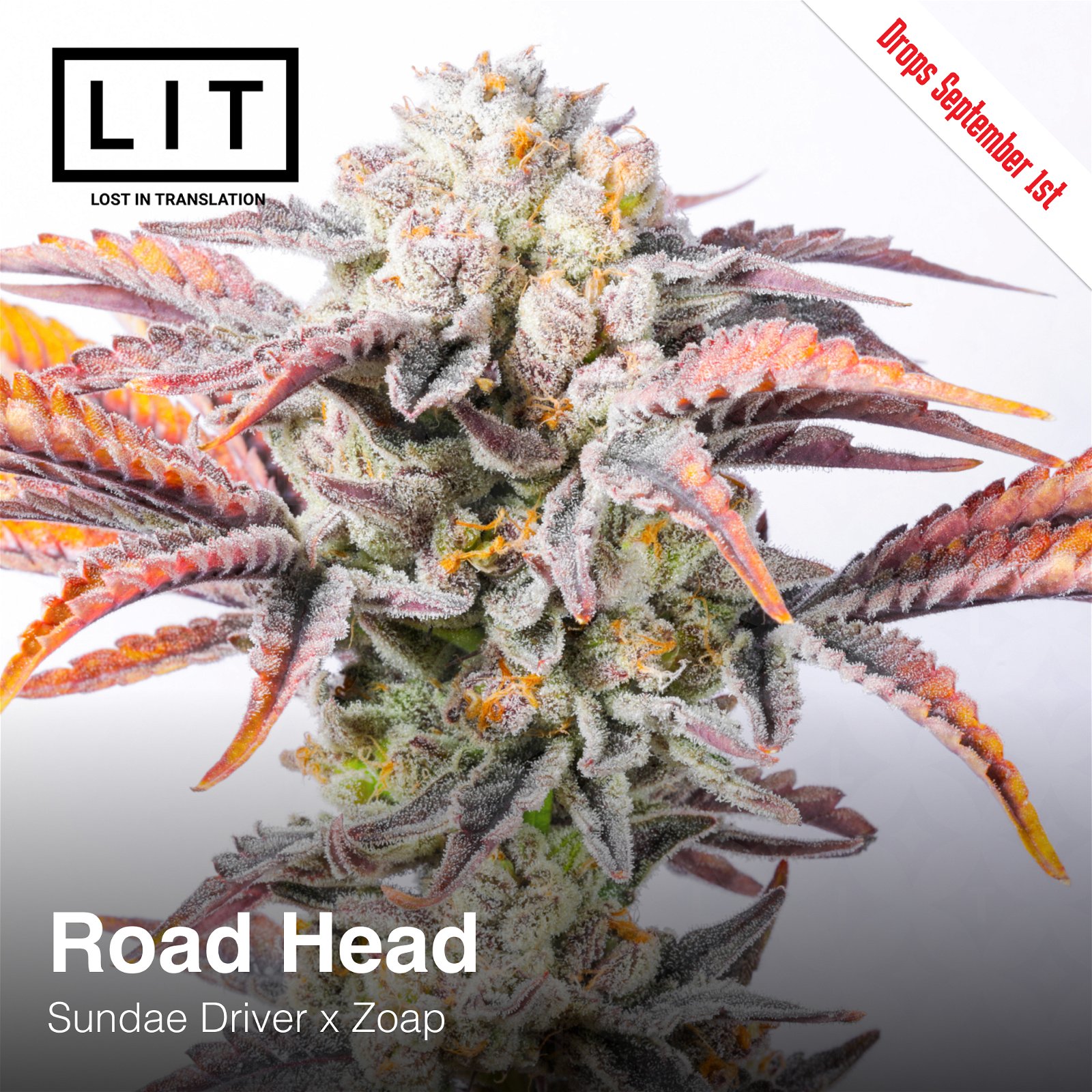 Road Head Lit Farms Seedtopia Cannabis Seeds Shop In Thailand