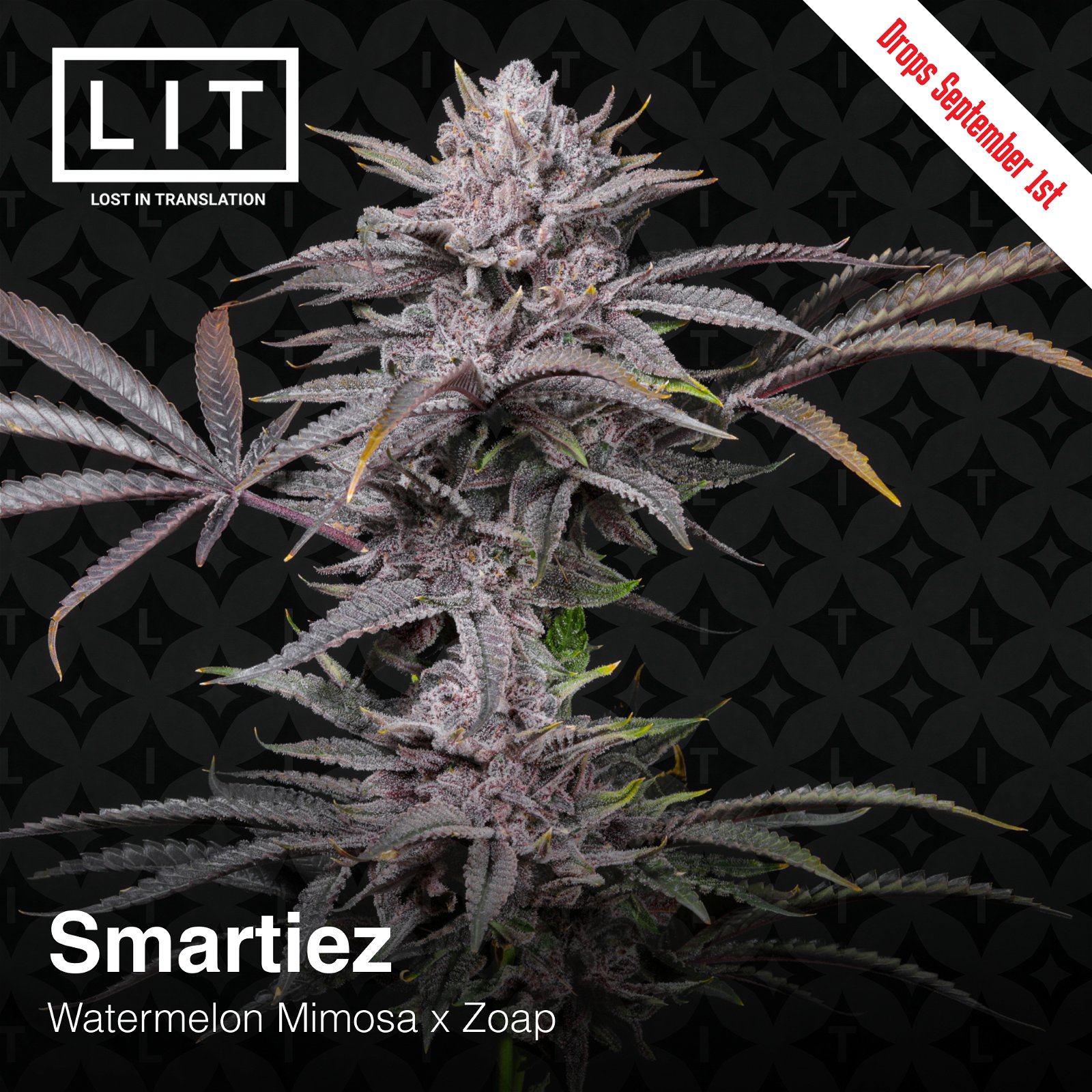 Smartiez Lit Farms Seedtopia Cannabis Seeds Shop In Thailand