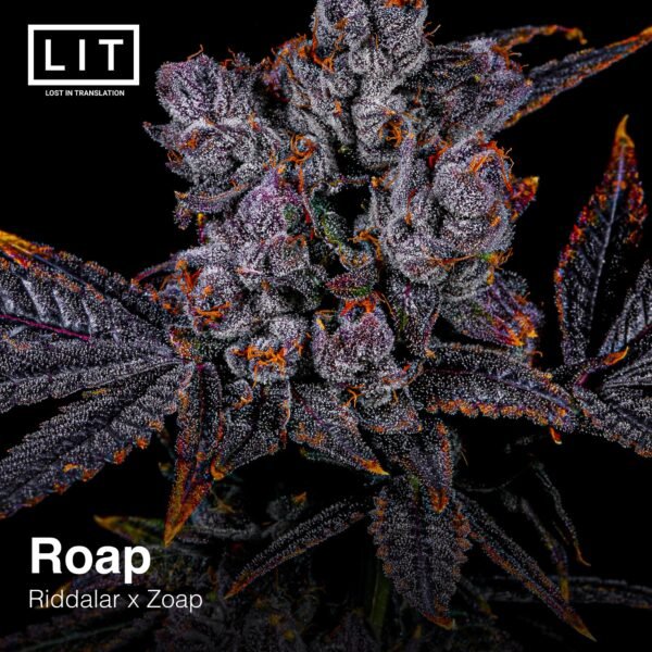 Roap Lit Farms Seedtopia Cannabis Seeds Shop In Thailand 9932