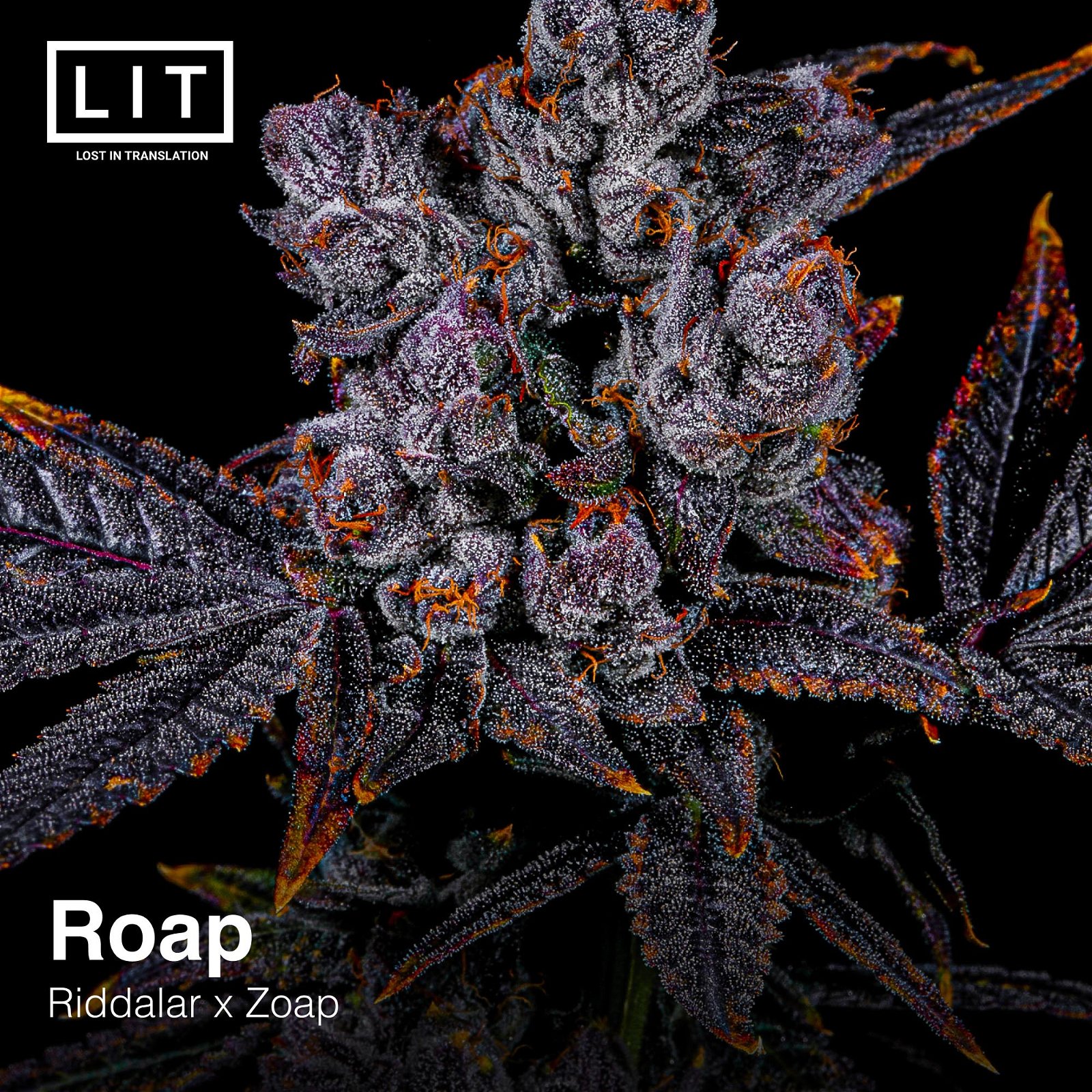 Roap Lit Farms Seedtopia Cannabis Seeds Shop In Thailand