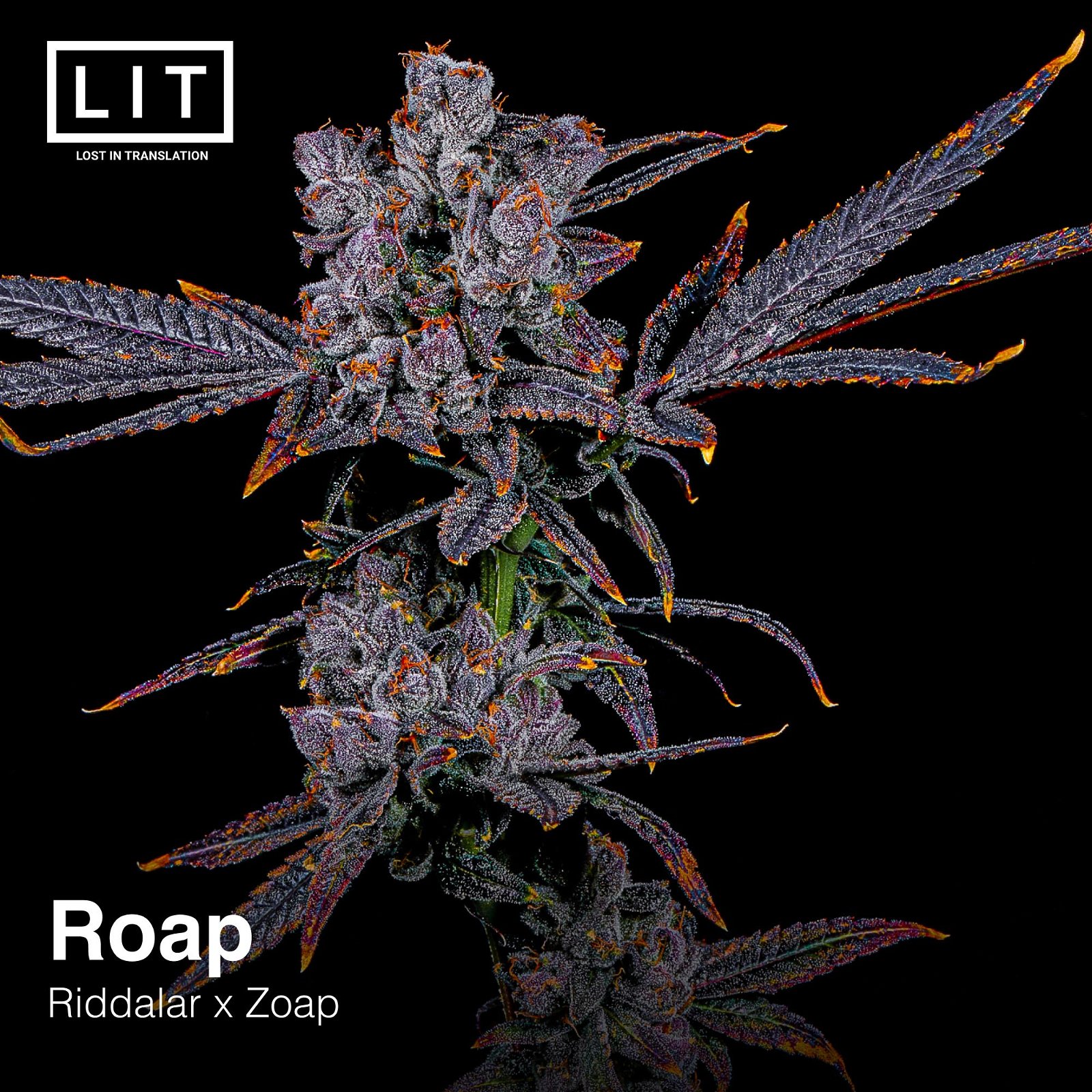 Roap - LIT Farms » SeedTopia Cannabis Seeds Shop in Thailand