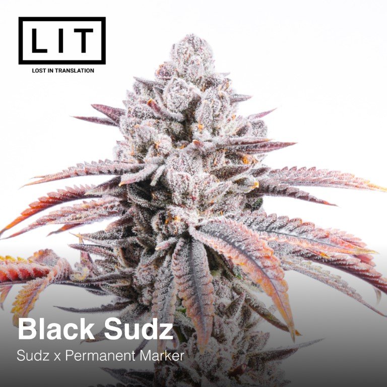 Black Sudz Lit Farms Seedtopia Cannabis Seeds Shop In Thailand