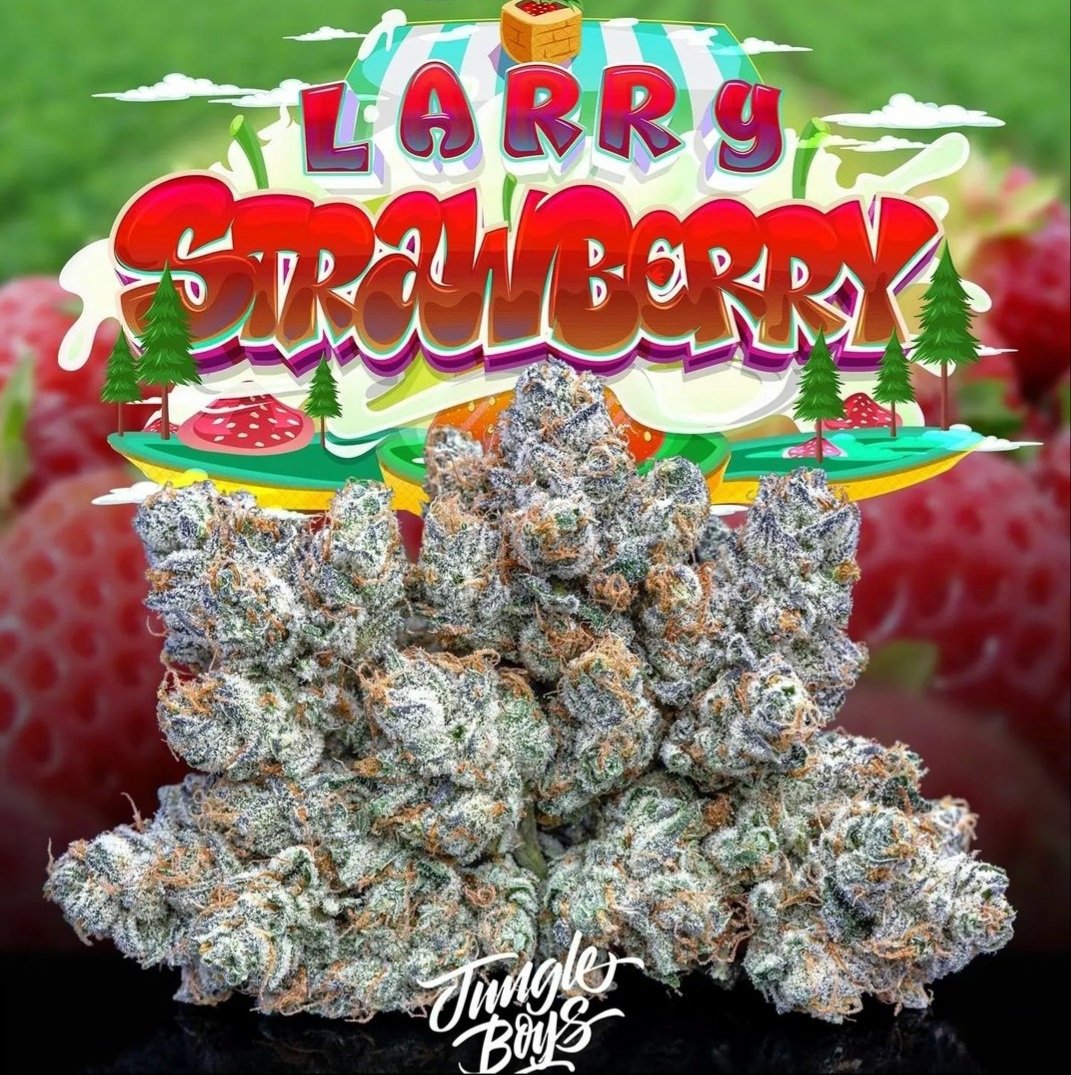 Larry Strawberry - Jungle Boys » SeedTopia Cannabis Seeds Shop in Thailand